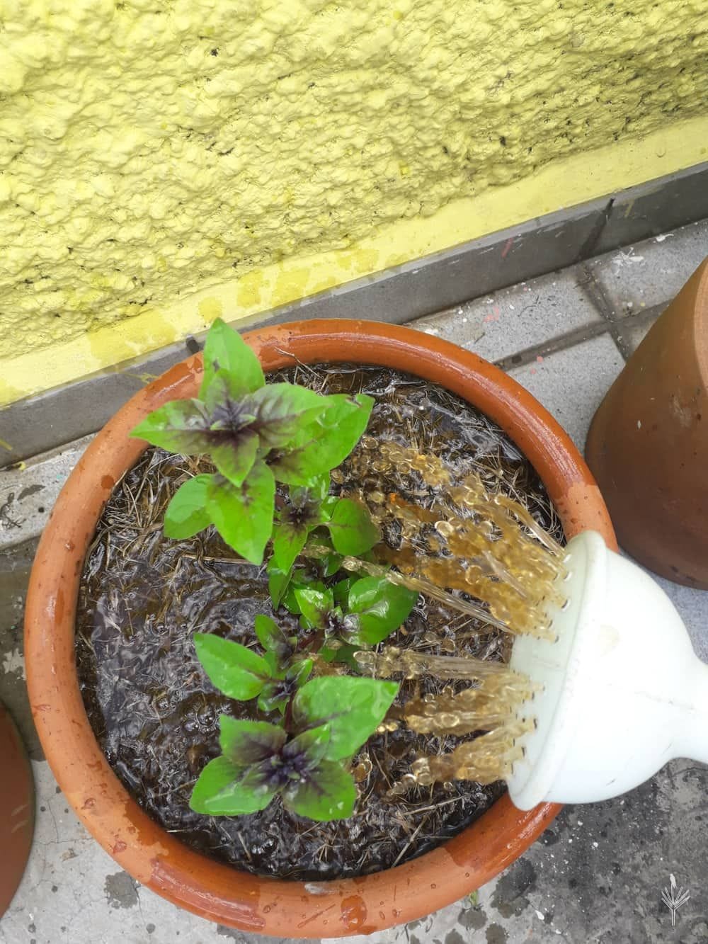 Horta em caixotes, uma solução para espaços sem canteiro no chão.